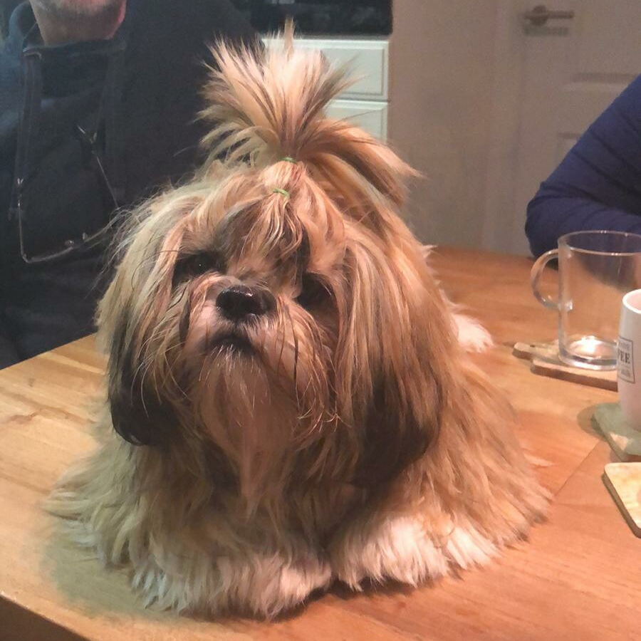 Prachtige Bruine Shih Tzu: Een Charmante Toevoeging aan je Gezin