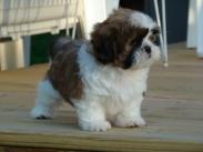 erkende fokkers shih tzu
