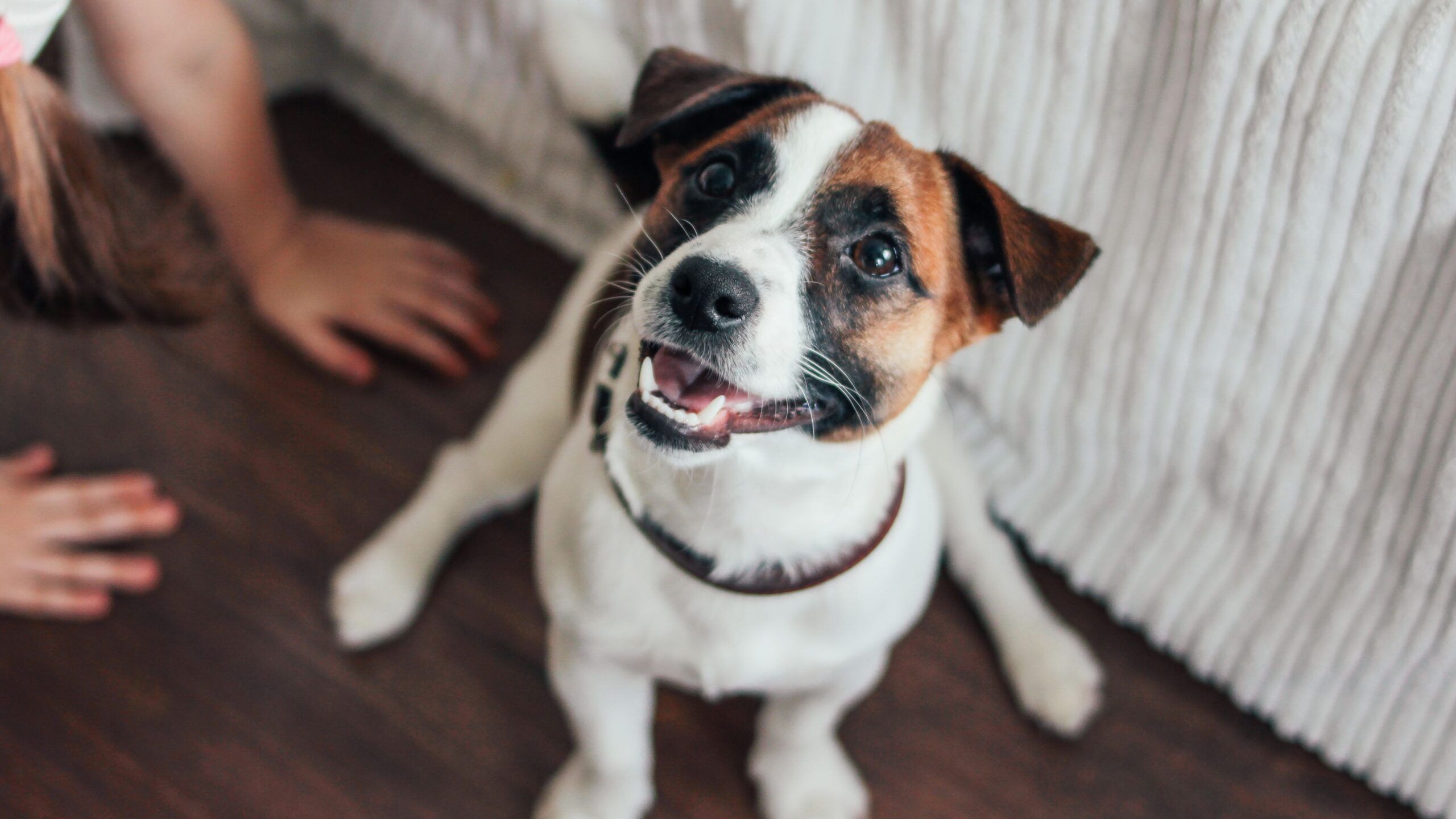 De Liefdevolle Band Tussen Mens en Hond