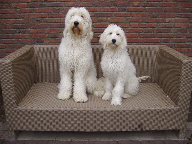 Het Karakter van de Maltezer Shih Tzu: Een Unieke Persoonlijkheidssamenstelling