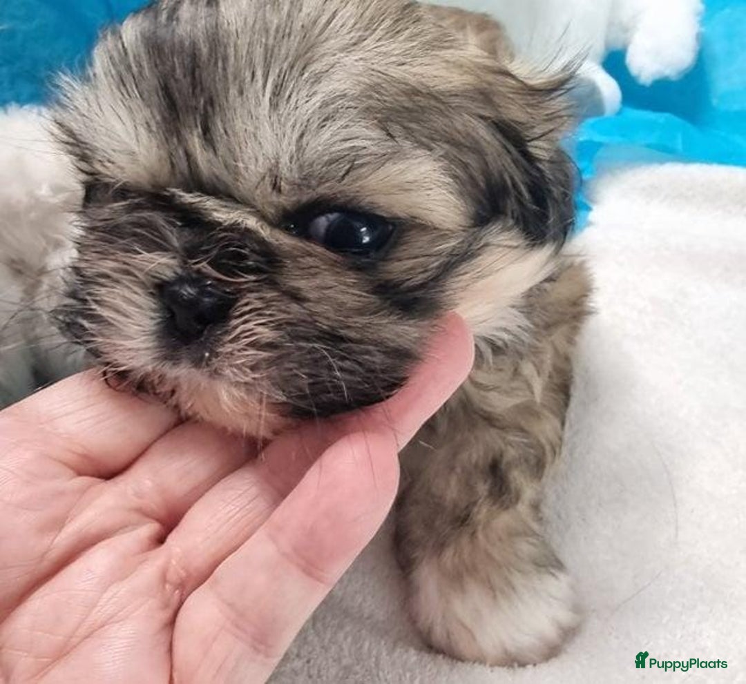 Ontdek de Charmante Wereld van de Maltezer en Shih Tzu