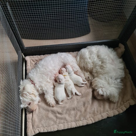 Maltezer Pups Gedijen Het Beste in Een Warme Huiselijke Kring