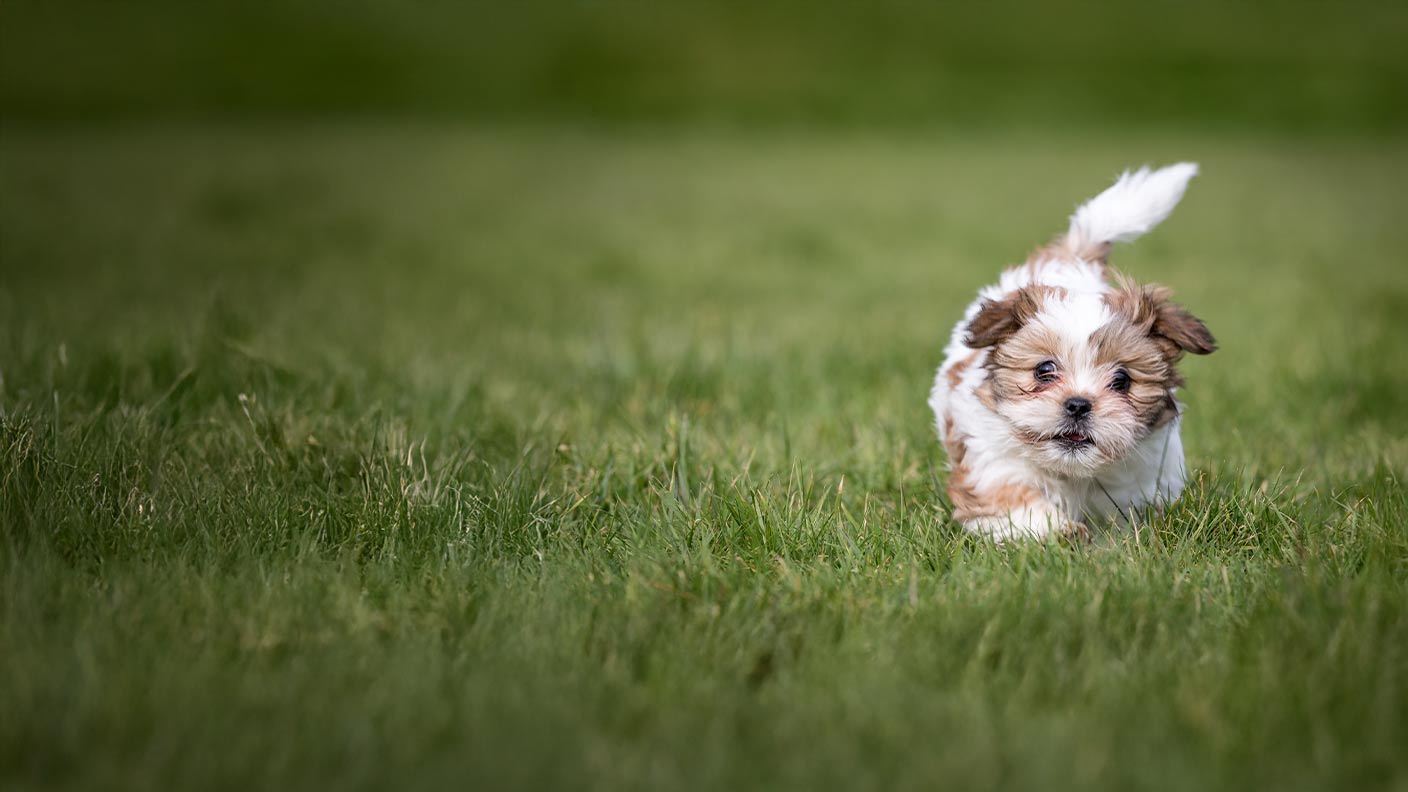 Mini Shih Tzu Kennel: Ontdek De Wereld Van Mini Shih Tzu’s