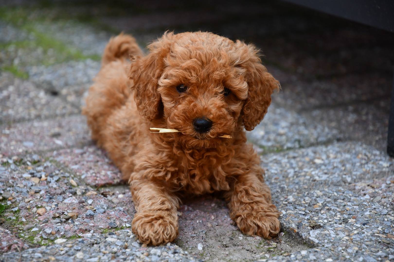 Alles Over Schattige Poedel Pups: Ontdek Hun Charme en Intelligentie!