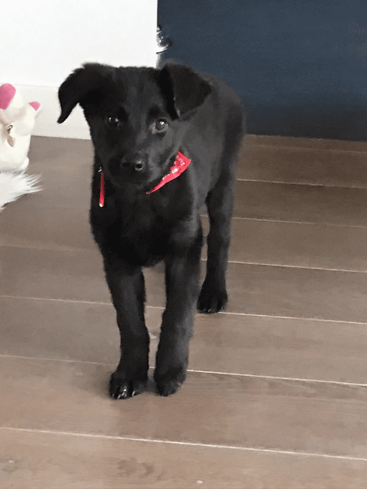 Alles Over Puppy Diarree: Oorzaken, Symptomen en Behandeling