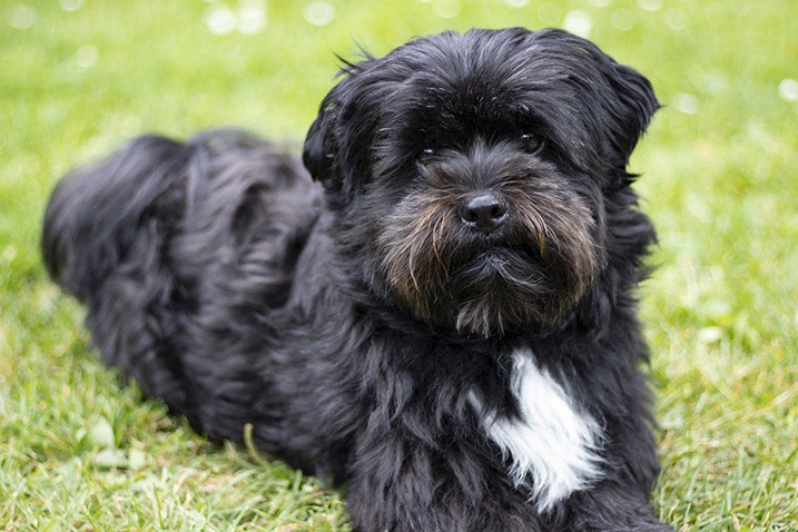 Ontdek de Betoverende Wereld van de Shih Tzu Boomer: Een Perfecte Mix van Liefde en Speelsheid