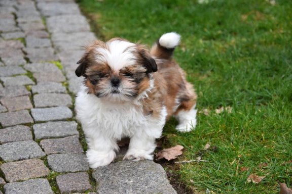 Ontdek de Charmante Wereld van de Shih Tzu en Maltezer