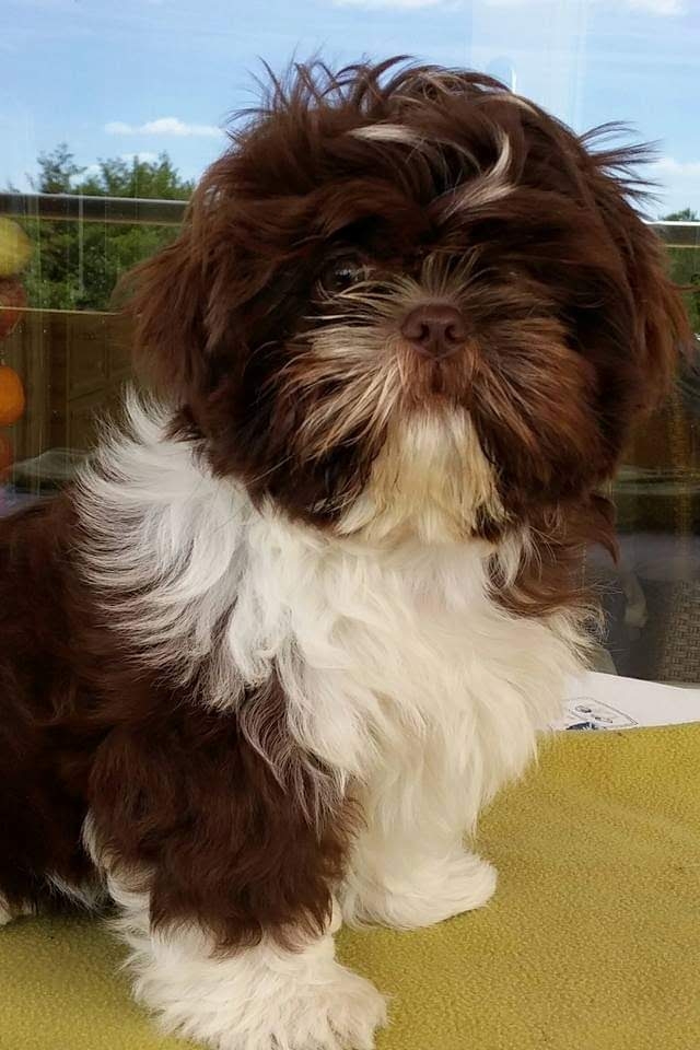 Gericht Zoeken naar een Betrouwbare Shih Tzu Fokker
