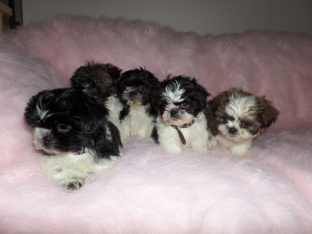 Waarop Letten Bij het Kopen van een Shih Tzu: Belangrijke Tips en Adviezen