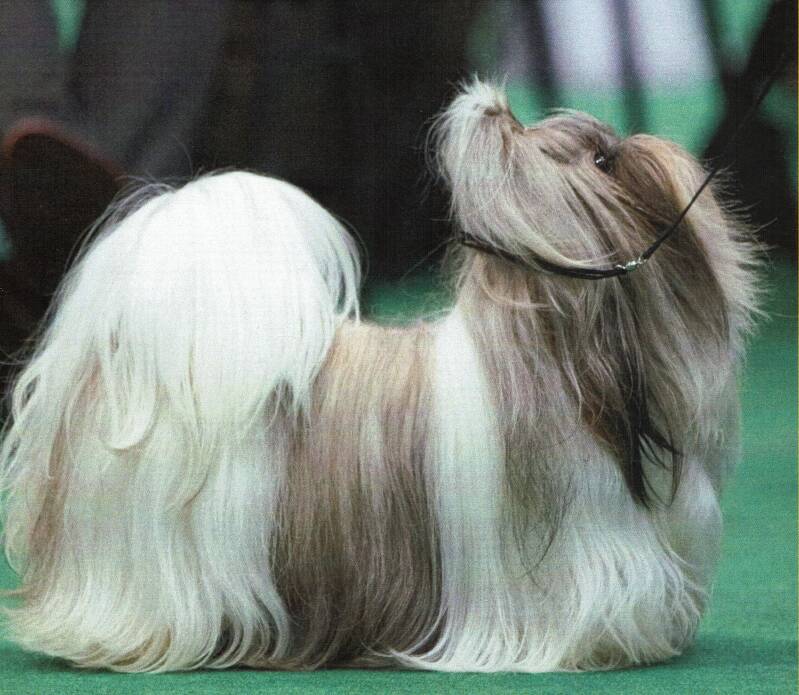shih tzu kopen fokker