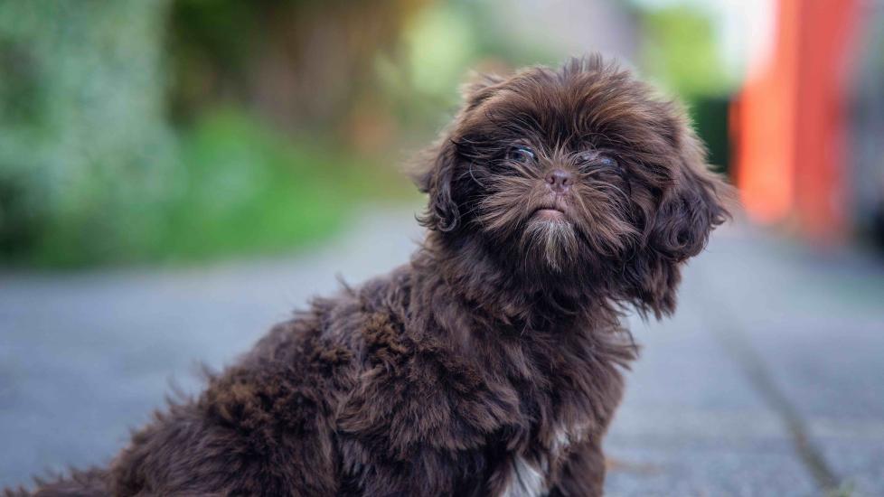 De Betoverende Uitstraling van een Shih Tzu Puppy