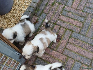 shih tzu pups marktplaats