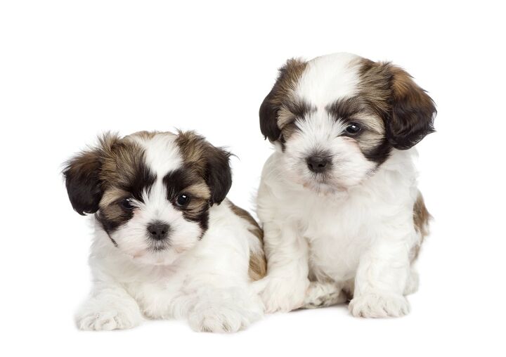 shih tzu temperament