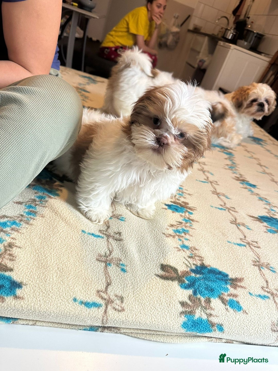 Ontdek de Betoverende Wereld van Shih Tzus: Alles Wat U Moet Weten!