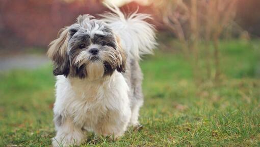 De Betoverende Shih Tzu: Een Trouwe Metgezel met Karakter