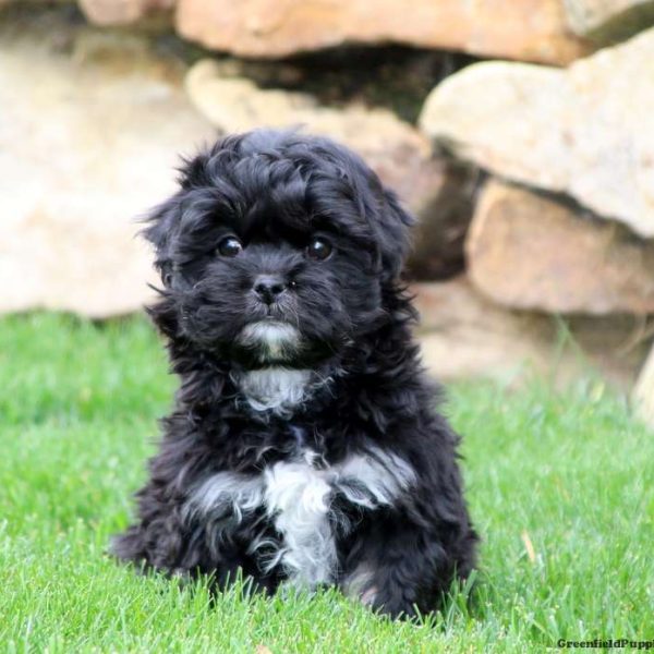 De Betoverende Wereld van de Shih Tzu: Ontdek Het Charmante Ras