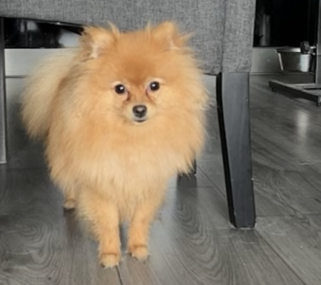 Kansen voor Herplaatsers van Kleine Honden: Een Nieuwe Start voor Trouwe Viervoeters