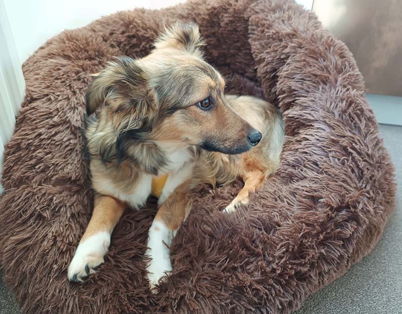 kleine hond adopteren