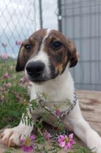 Vind Jouw Perfecte Maatje op de Kleine Honden Marktplaats