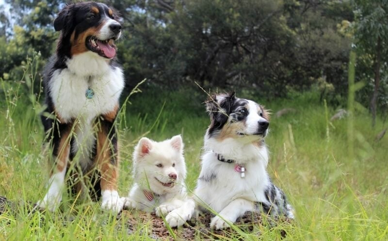 Ontdek De Kalme Karakters: Rustige Hondenrassen in de Schijnwerpers