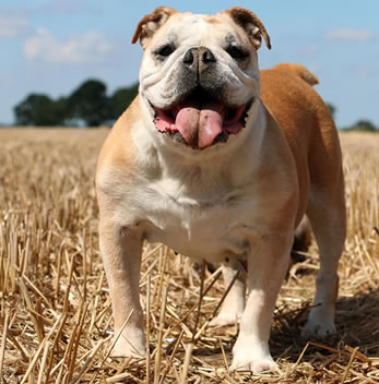 Prachtige Engelse Hondenrassen: Een Blik op Traditie en Trots