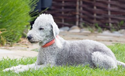 Majestueuze Schoonheid: De Grote Grijze Hond in al zijn Glorie