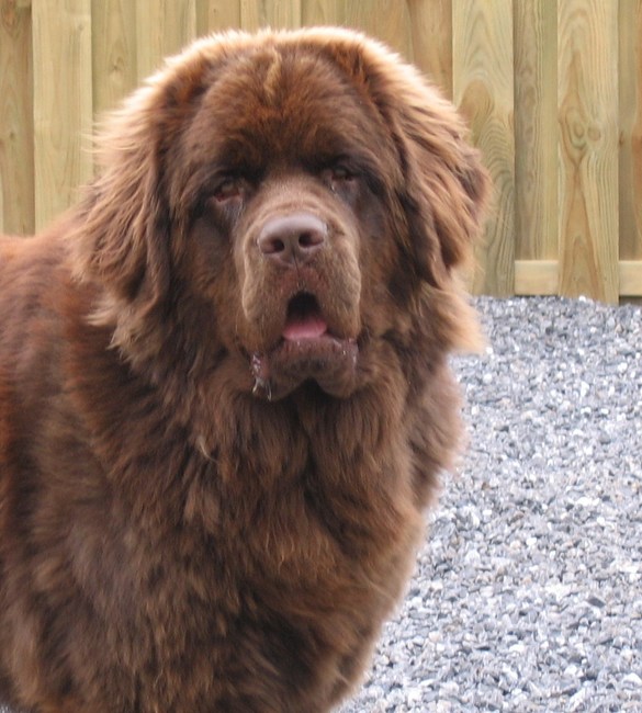 De Grote Harige Hond: Een Majestueuze Metgezel