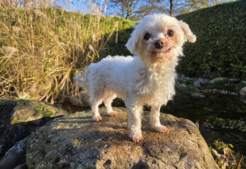 De Voordelen van het Adopteren van een Kleine Hond