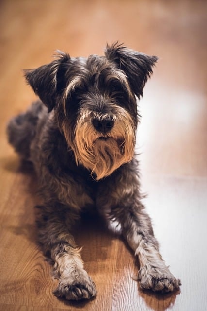 De Perfecte Gezelschapshond: Kleine Hond Die Niet Verhaart