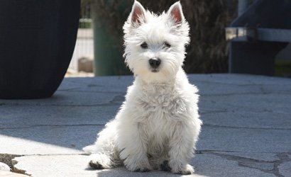 kleine hondenrassen kortharig