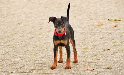 Schattige Kleine Lieve Hondenrassen: De Perfecte Knuffelvrienden