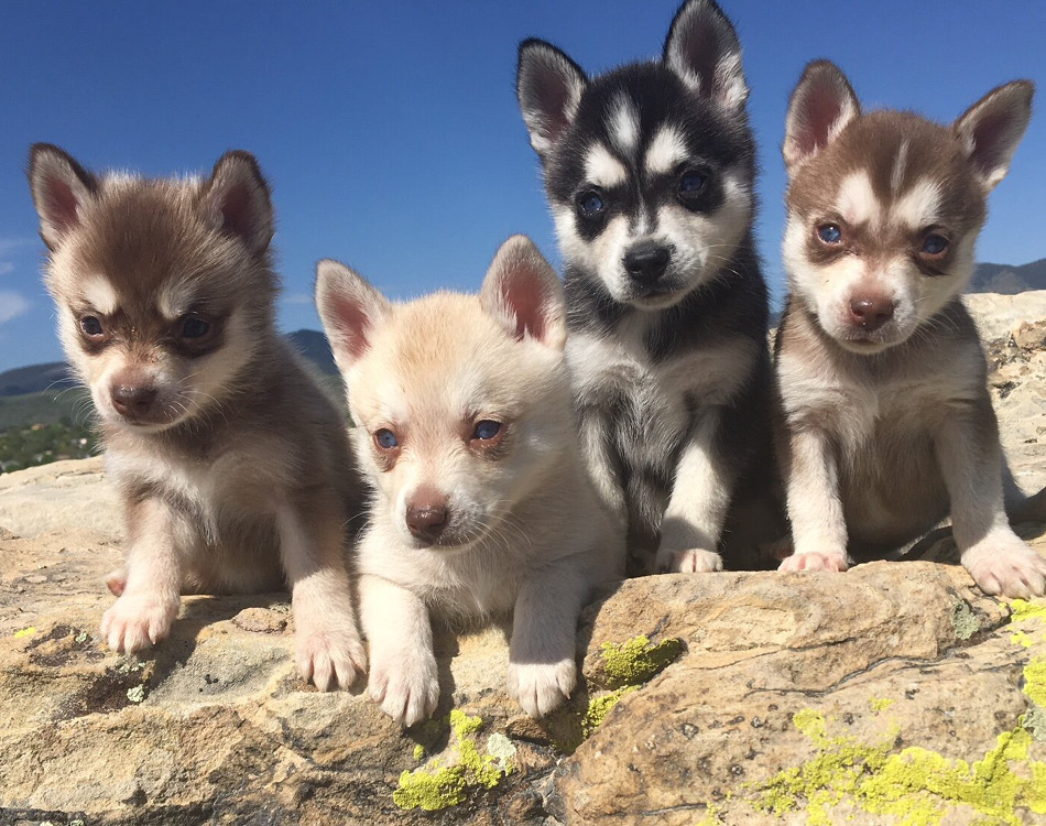 Ontdek De Charme Van Kortharige Kleine Hondenrassen