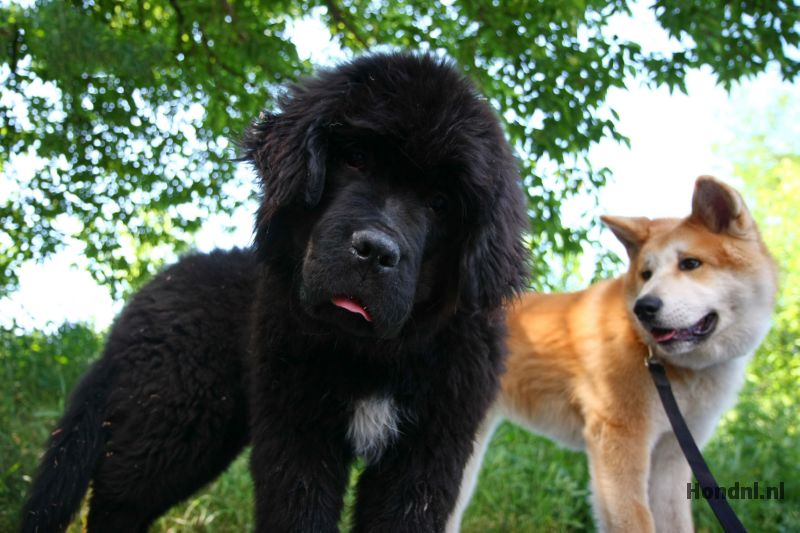 Ontdek de Diversiteit van Middelgrote Hondenrassen