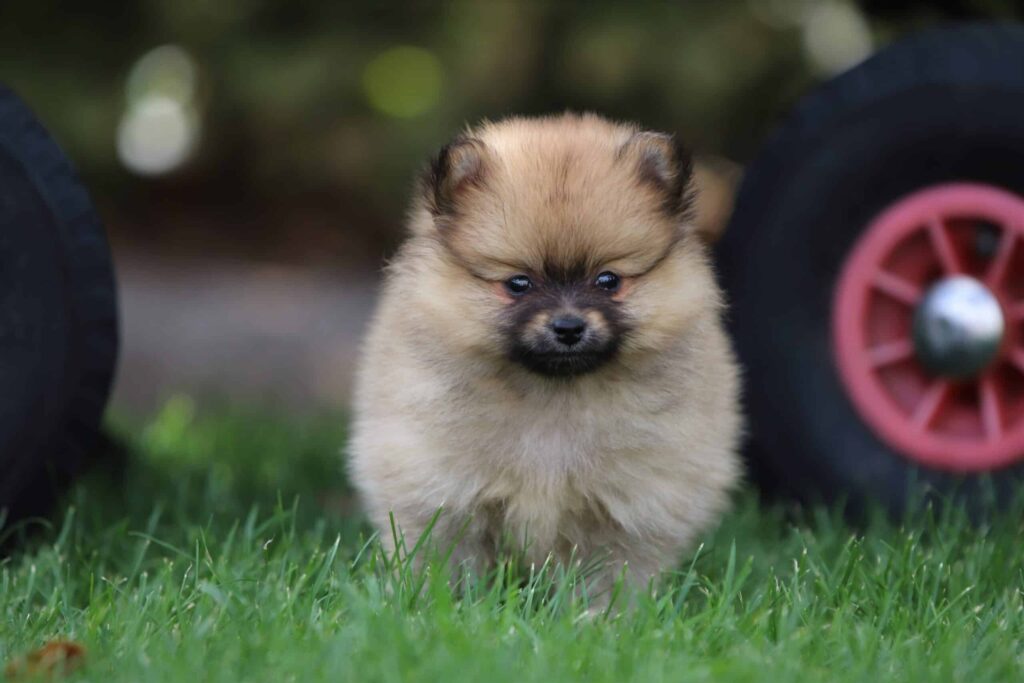 De Charme van de Rustige Kleine Hond: Een Perfecte Metgezel