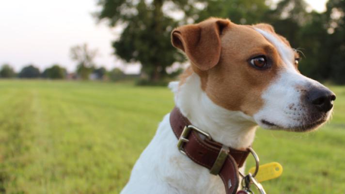 De Liefdevolle Keuze: Adoptiehond Een Nieuwe Thuis Geven