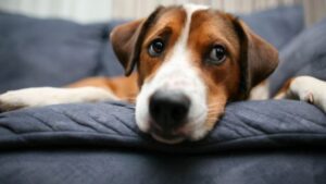 Zelfstandige viervoeters: honden die goed alleen kunnen zijn