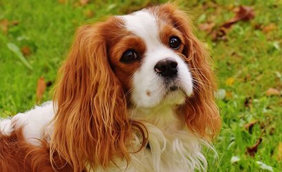 Het Genot van een Klein Rustig Hondenras