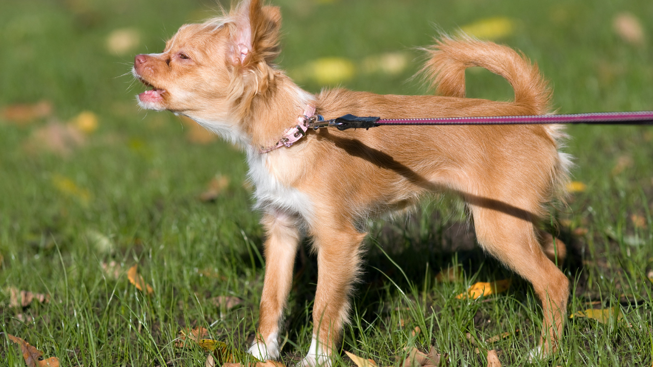 De Betoverende Wereld van Kleinblijvende Honden: Ontdek Hun Charme en Persoonlijkheid!