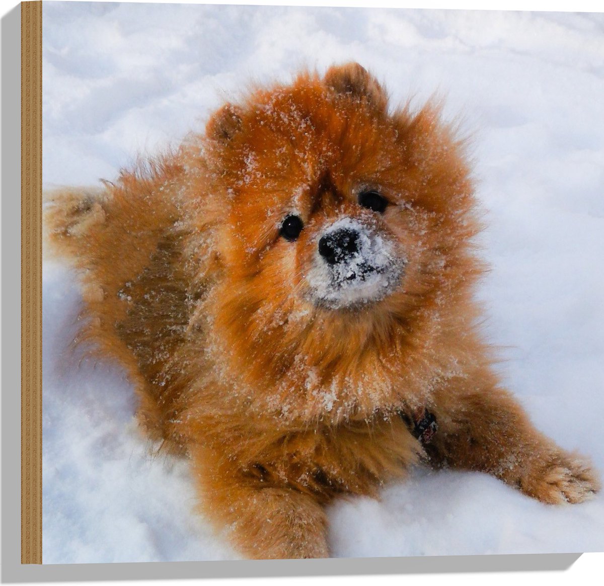 De Betovering van de Kleine Fluffy Hond