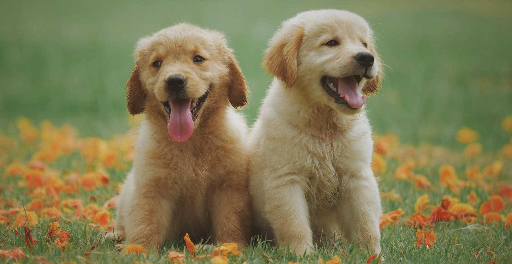 Schattige Kleine Hond Te Koop: Vind Jouw Perfecte Gezelschap Hier!