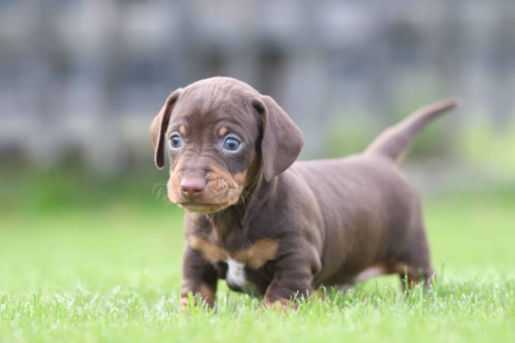 kleine kortharige honden