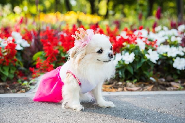 Verzorging van de Vacht van je Langharige Kleine Hond: Tips en Advies