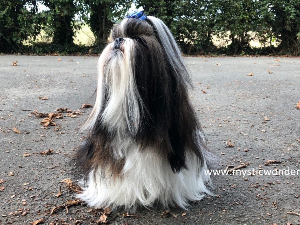 De Betoverende Wereld van de Lieve Kleine Hond