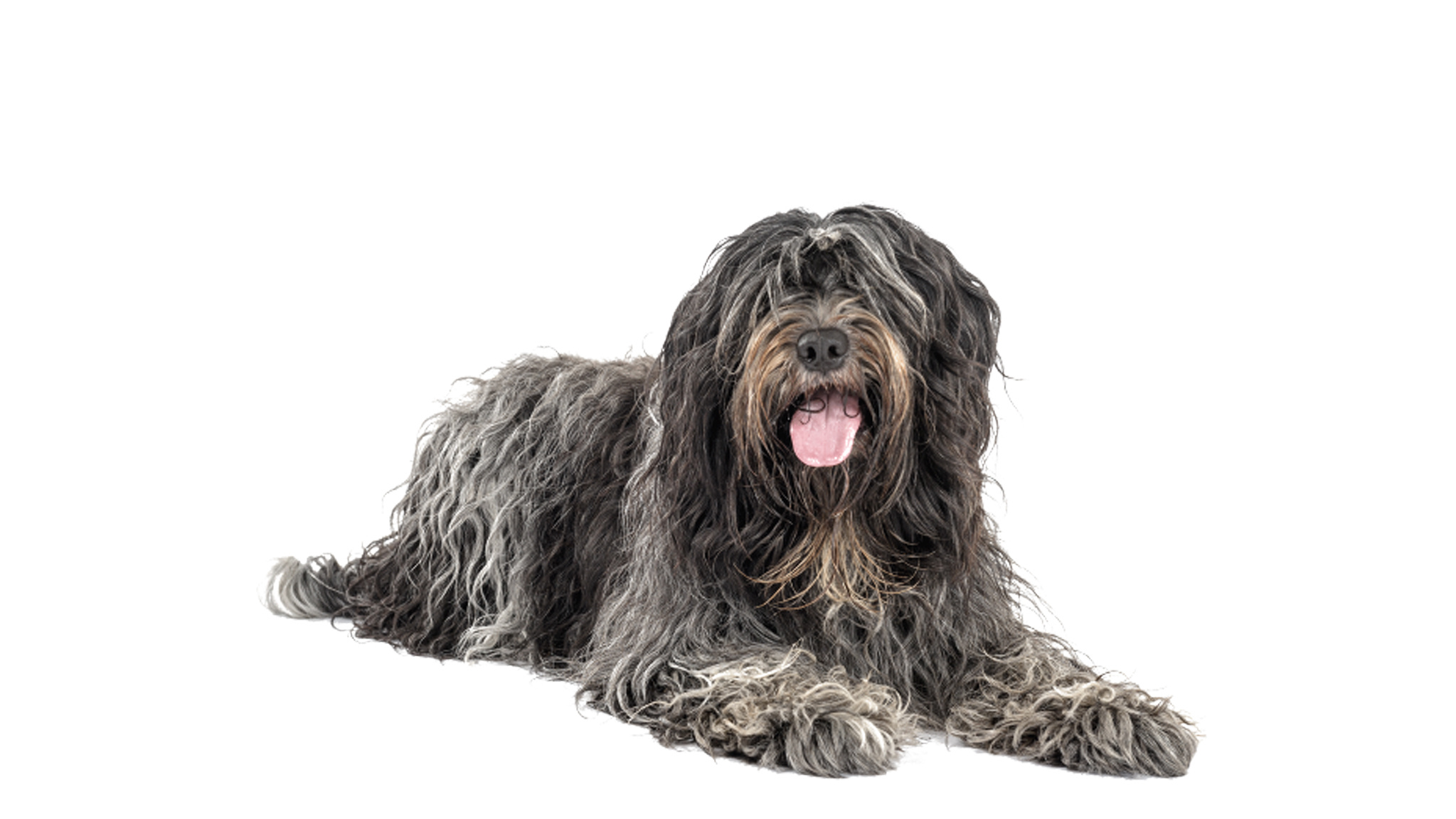 Verscheidenheid in Schapen Herdershondenrassen: Ontdek de Diversiteit van Deze Trouwe Viervoeters