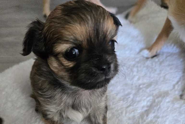 te koop kleine honden