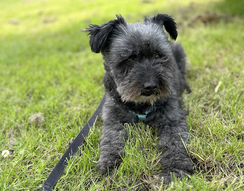 Schattig Zwart Klein Hondje: Een Charmante Metgezel