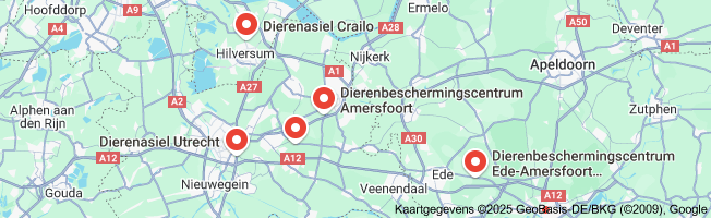 Op Zoek naar een Thuis: Kleine Honden in het Asiel
