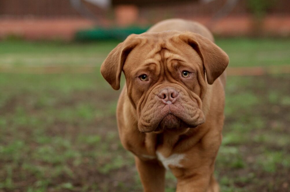 Prachtige Bruine Honden: Een Blik op Deze Charmante Viervoeters