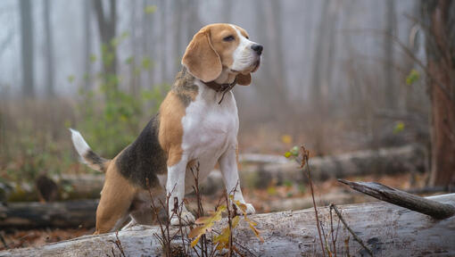 Het Populaire Hondenras Beagle: Kenmerken en Eigenschappen