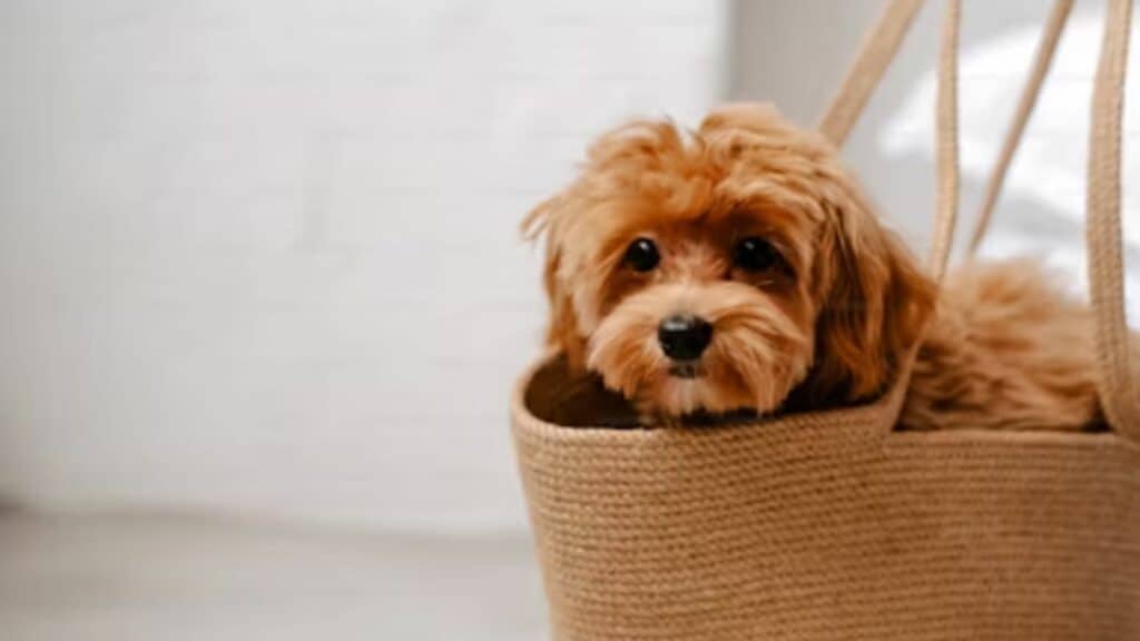 klein hondje gratis afhalen